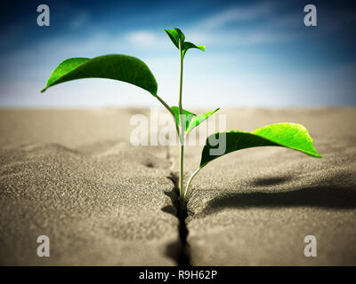 Sprout growing on the desert. 3D illustration. Stock Photo