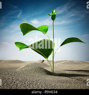 Sprout growing on the desert. 3D illustration. Stock Photo