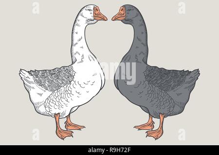 White goose, Grey goose, goose hand drawn, poultry, vector illustration sketch Stock Vector