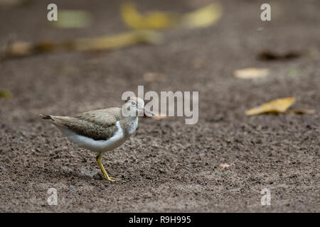 Spotted Sandpiper (Actitis macularius) on river bank. Puerto Viejo river. Heredia province. Costa Rica. Stock Photo