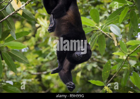 Mantled Howler Monkey (Alouatta palliata) hanging down to reach leaves to feed on. Puerto Viejo river. Heredia province. Costa Rica. Stock Photo