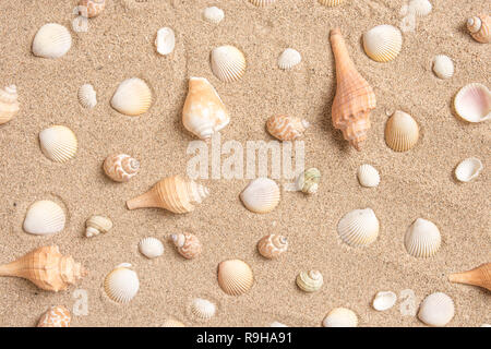 Seashells arranged on sand background flat lay design summer vacation concept. Stock Photo