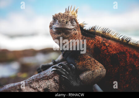 Marina marine iguana Galápagos Islands Stock Photo