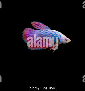 vividly colored guppy fish isolated on black background Stock Photo