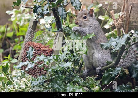 Grey squirrel stealing peanuts from bird feeder, Princes Risborough, Buckinghamshire, UK Stock Photo