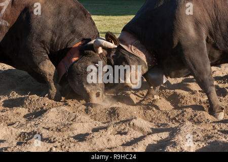 Two cows fight during the 'bataille de reines' (Battle of the Queens), a traditional cow fighting tournament that takes place in Aosta Valley, Italy. Stock Photo