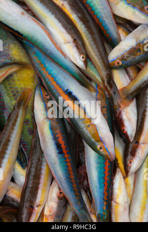 Mediterranean Rainbow Wrasse fish market Puglia Italy. HOMER SYKES Stock Photo