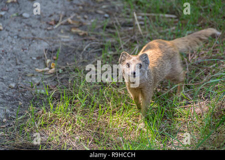 Yellow mongoose Cynictis penicillata or red meerkat in the meadow. Copy space for text Stock Photo