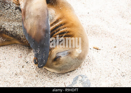 Sea lions Galapagos Stock Photo