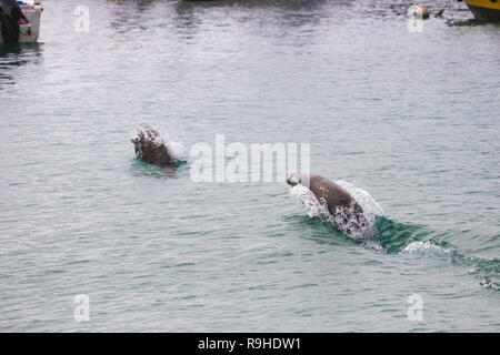 Sea lions Galapagos Stock Photo