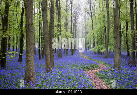 Hyacinthoides non scripta. Misty Bluebell and Beech tree woodland in the English countryside Stock Photo
