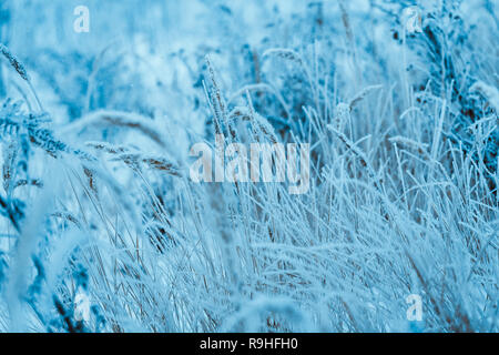 frozen plants in hoarfrost in winter afternoon. Stock Photo
