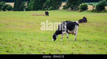 Holstein Friesians dairy cow grazing in a meadow, these animals are known as the world's highest production dairy animals. Stock Photo