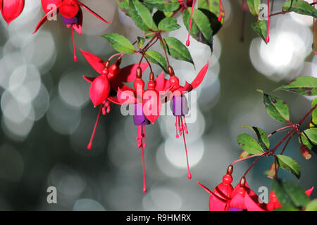 blooming lady's eardrops, red and purple fuchsia magellanica flower Stock Photo