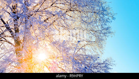 tree branches covered in snow in sun rays Stock Photo