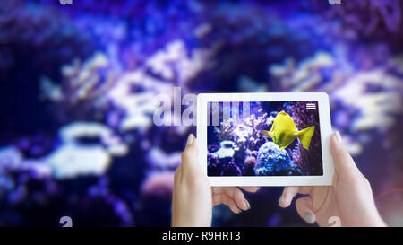 Fish swimming - Augmented Reality or AR Showing on Smart Device Tablet Screen Stock Photo