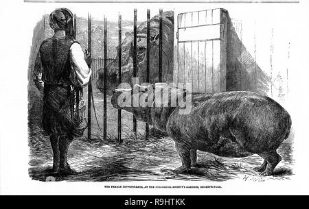 Engraving of a young female hippopotamus, named Adhela, with an Egyptian keeper, sent as a gift to the Regent’s Park zoo from the Pasha of Egypt in 1854. Stock Photo