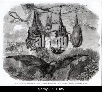Engraving of a group of flying fox bats hanging in trees recently added specimens to the Zoological Society Gardens, Regent’s Park, London Stock Photo