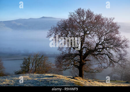 Sunrise over a frosty valley shrouded in low lying fog with trees in winter Stock Photo