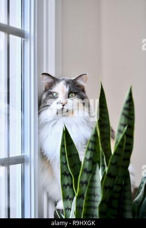 Calico cat inside home Stock Photo