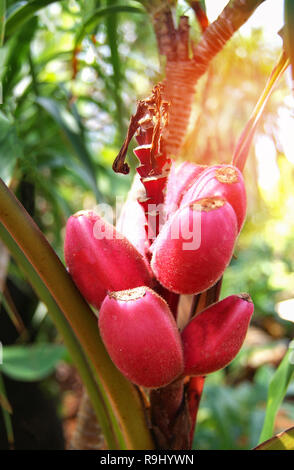 pink velvet bananas , Musa velutina / Wild red banana fruit Stock Photo