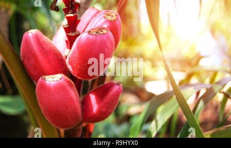 pink velvet bananas , Musa velutina / Wild red banana fruit Stock Photo