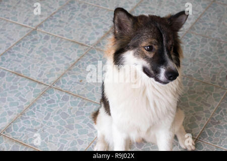 Thai dog breed Bangkaew Stock Photo