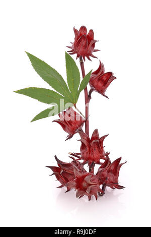 Hibiscus sabdariffa or roselle fruits Stock Photo