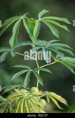 The tree cassava used a source of rubber also known as Manihot glaziovii Stock Photo