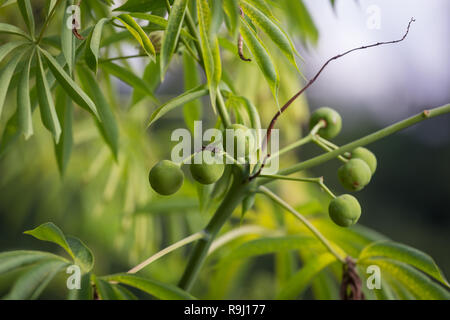 The tree cassava used a source of rubber also known as Manihot glaziovii Stock Photo