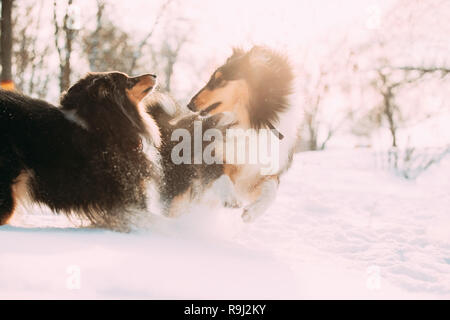 Two Funny Tricolor Rough Collie, Scottish Collie, English Collie, Lassie Dogs Running Together Outdoor In Snowy Park At Winter Day. Active Dogs Play I Stock Photo