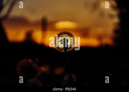 Dandelion silhouette against sunset with seeds blowing in the wind Stock Photo