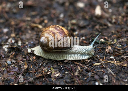 Roman Snail; Helix pomatia Surry; UK Stock Photo