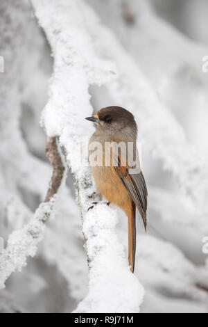 Siberian Jay; Perisoreus infaustus Single in Snow Finland Stock Photo