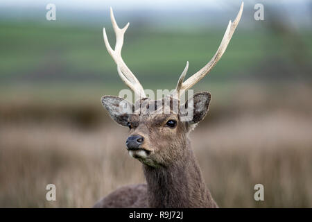 Sika Deer; Cervus nippon Single; Stag Devon; UK Stock Photo