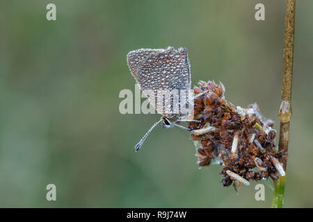 Small Copper; Lycaena phlaeas Single in  Dew Cornwall; UK Stock Photo