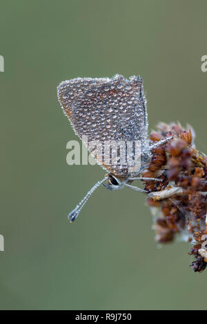 Small Copper; Lycaena phlaeas Single in  Dew Cornwall; UK Stock Photo