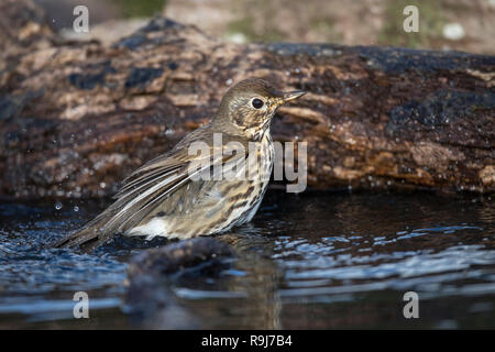 Song Thrush; Turdus philomelos Single Bathing Cornwall; UK Stock Photo