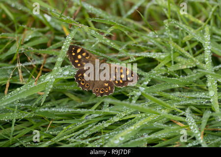 Speckled Wood; Pararge aegeria Single on Grass Isles of Scilly; UK Stock Photo