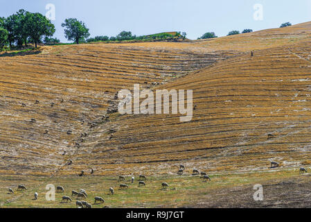 a flock of sheep grazing in the Val d'Agri hills Stock Photo