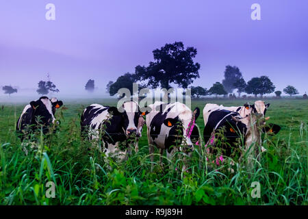 Normand cows in a foggy field of the Orne countryside at dusk in summer, Normandy France Stock Photo