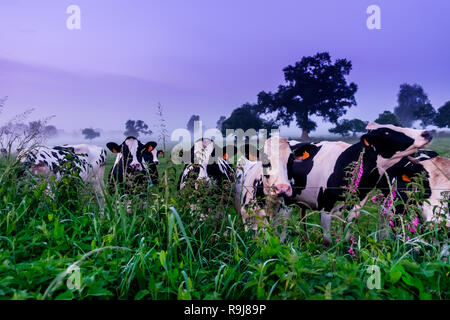 Normand cows in a foggy field of the Orne countryside at dusk in summer, Normandy France Stock Photo