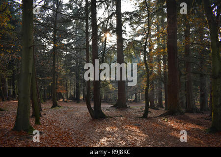 Walking through Bolderwood in the New Forest 02 Stock Photo