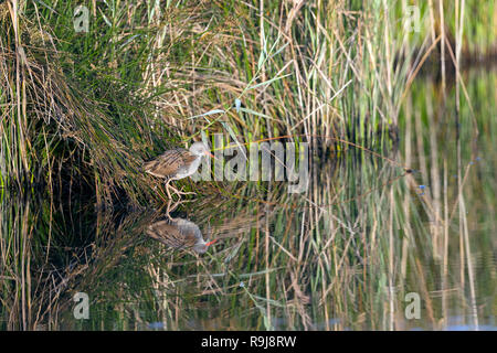 Water Rail; Rallus aquaticus Single; Wading in Reeds Isles of Scilly; UK Stock Photo