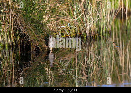 Water Rail; Rallus aquaticus Single; Wading in Reeds Isles of Scilly; UK Stock Photo