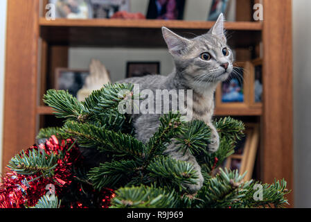 Silver and grey tabby kitten resting comfortably on top of Christmas tree. Stock Photo