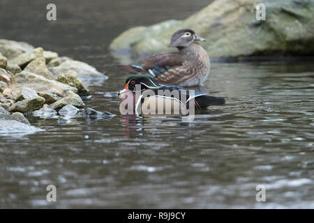 Wood Duck; Aix sponsa Pair; Lancashire; UK Stock Photo