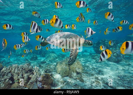 A green sea turtle with a school of tropical fish underwater (butterflyfish), lagoon of Bora Bora, Pacific ocean, French Polynesia Stock Photo
