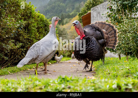 Male Black Spanish or Norfolk Black turkey, Meleagris gallopavo, displaying towards grey female. The male has his mouth open as though talking. Stock Photo