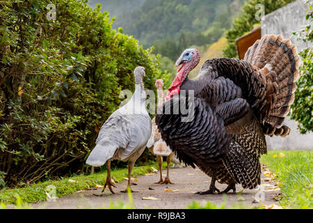 Male Black Spanish or Norfolk Black turkey, Meleagris gallopavo, displaying to two smaller grey females. His tail and wings are flared. Stock Photo